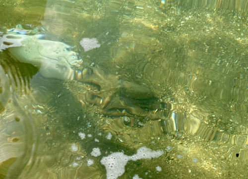 Octopus vulgaris