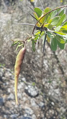 Metastelma lanceolatum