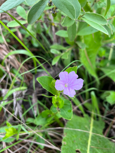 Veld Violet (Ruellia cordata)