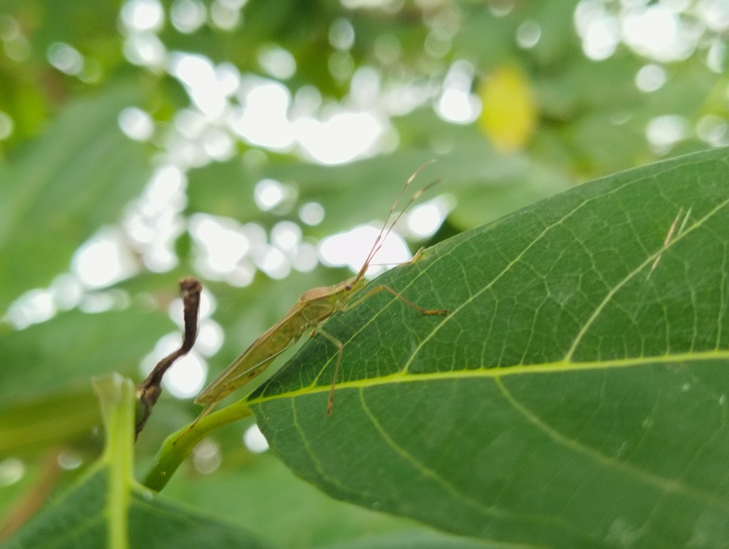 Patadi Insect Paddy Bug from Forest Colony, Brahmapuri, Maharashtra 441206, India on ...
