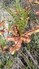 Pseudosmodingium andrieuxii