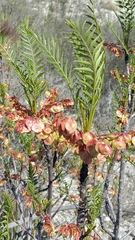 Pseudosmodingium andrieuxii