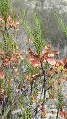 Pseudosmodingium andrieuxii