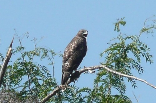 Red-tailed Hawk