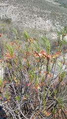 Pseudosmodingium andrieuxii