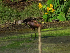 Plegadis chihi