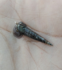 Terebridae