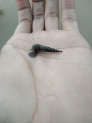 Terebridae