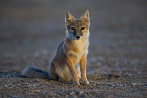 Corsac Fox, Кош-Агачский р-н, Респ. Алтай, Россия, photo 10 of 10