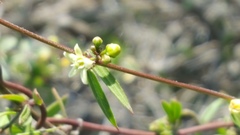 Metastelma lanceolatum