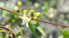 Metastelma lanceolatum