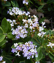 Veronica insularis