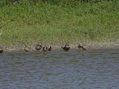 Jacana spinosa