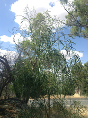 Acacia implexa