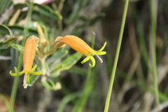 Siphocampylus columnae