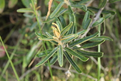 Siphocampylus columnae