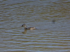 Tachybaptus dominicus