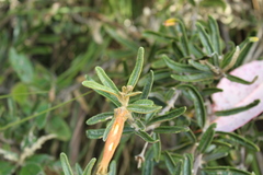 Siphocampylus columnae