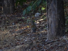 Turdus rufopalliatus