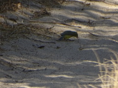 Passerina leclancherii