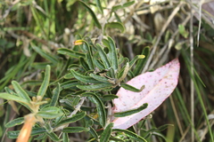 Siphocampylus columnae