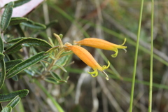 Siphocampylus columnae