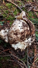 Catathelasma