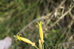 Siphocampylus columnae