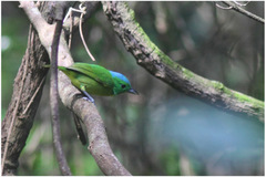 Vireolanius pulchellus