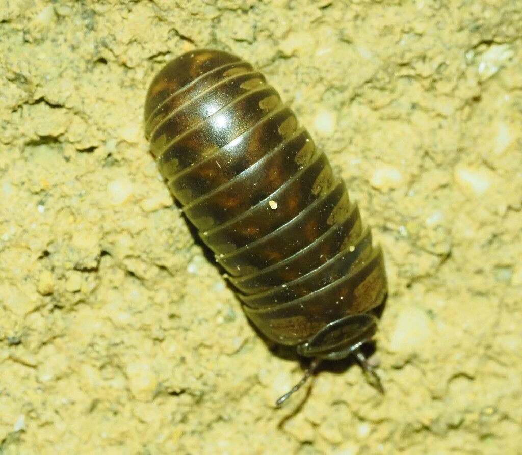 Glomeris lunatosignata