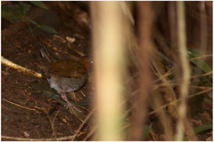 Formicarius moniliger