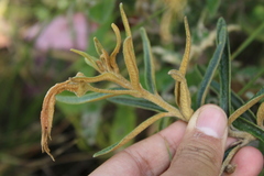 Siphocampylus columnae