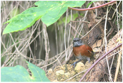 Synallaxis erythrothorax