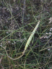 Bacillidae