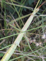 Bacillidae