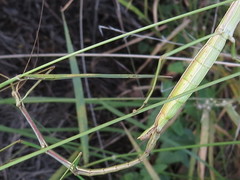 Bacillidae