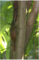 Lepidocolaptes souleyetii