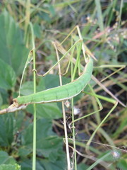Bacillidae