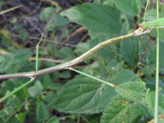 Bacillidae