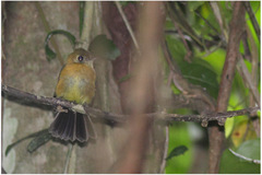 Myiobius sulphureipygius