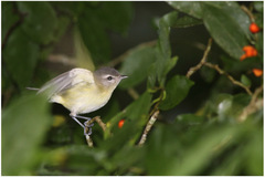 Vireo gilvus