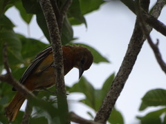 Icterus bullockii