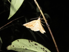 Ischalis variabilis