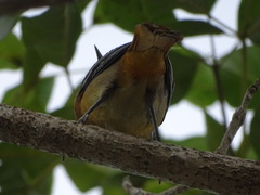 Icterus bullockii