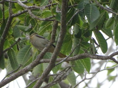 Icterus bullockii