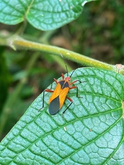 Hypselonotus bitrianguliger