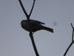 Icterus bullockii
