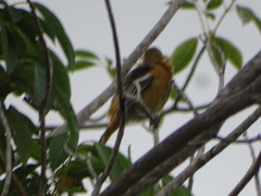 Icterus bullockii