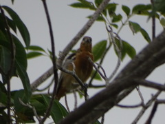 Icterus bullockii