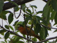 Icterus bullockii